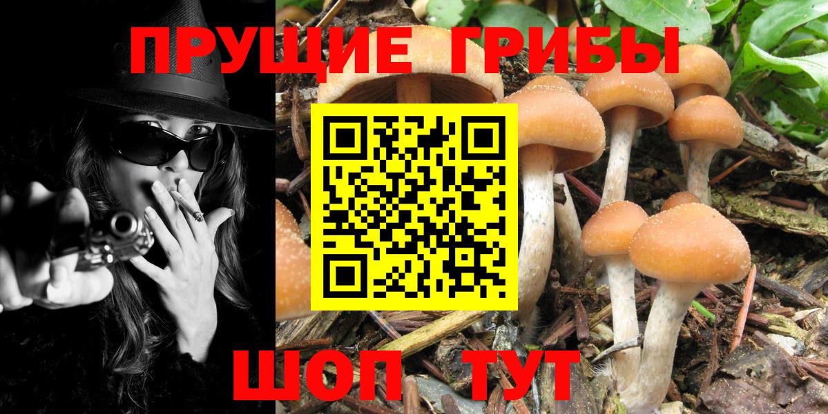 Псилоцибиновые грибы Psilocybine cubensis Гагарин